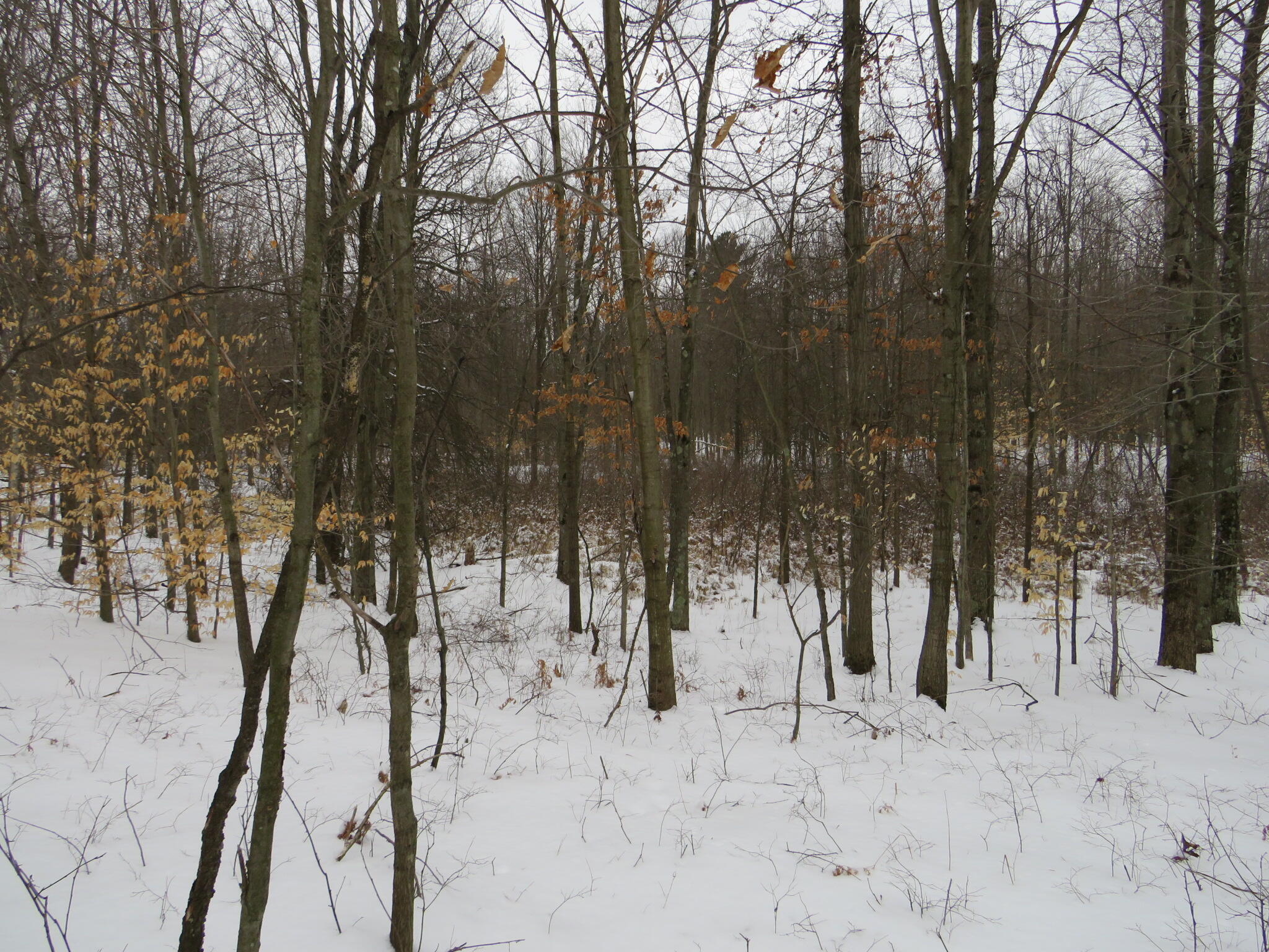 East Hayes Road Ashley, MI 48806 - Photo 25 of 33 IMG_3437
