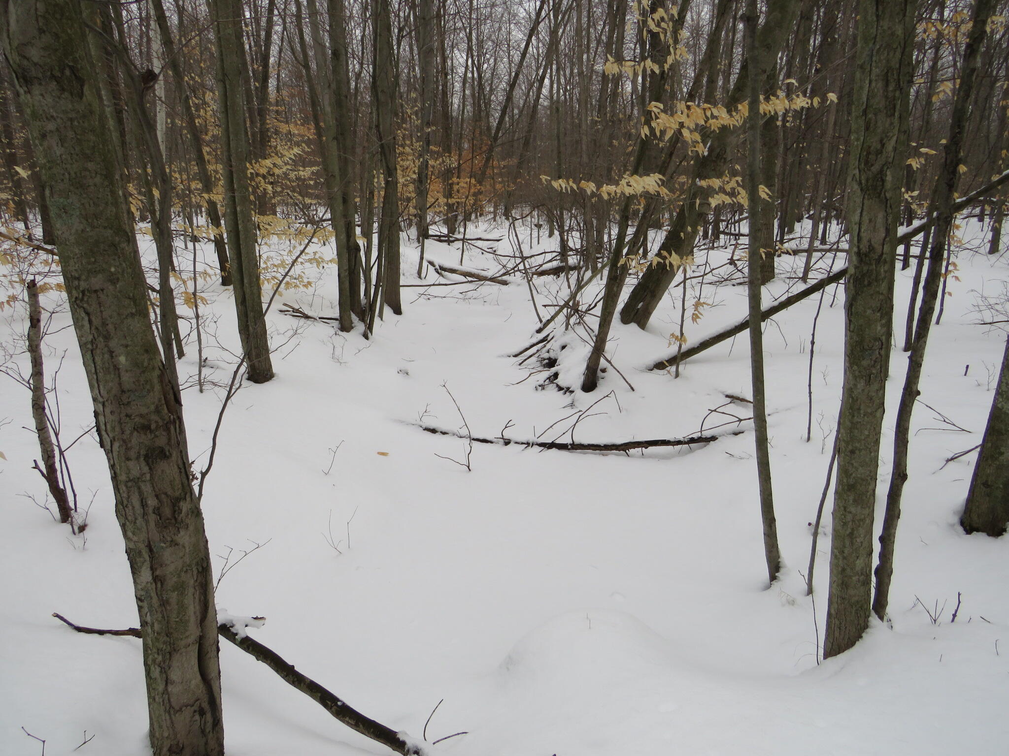 East Hayes Road Ashley, MI 48806 - Photo 27 of 33 IMG_3441