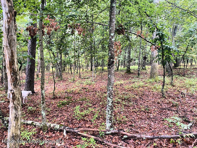 376-approx Whippoorwill Road Hillsdale, NY 12529 - Photo 13 of 20 Land 9