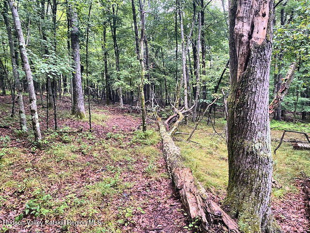 376-approx Whippoorwill Road Hillsdale, NY 12529 - Photo 8 of 20 Land 4