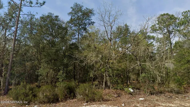 a view of a forest with a tree in the background