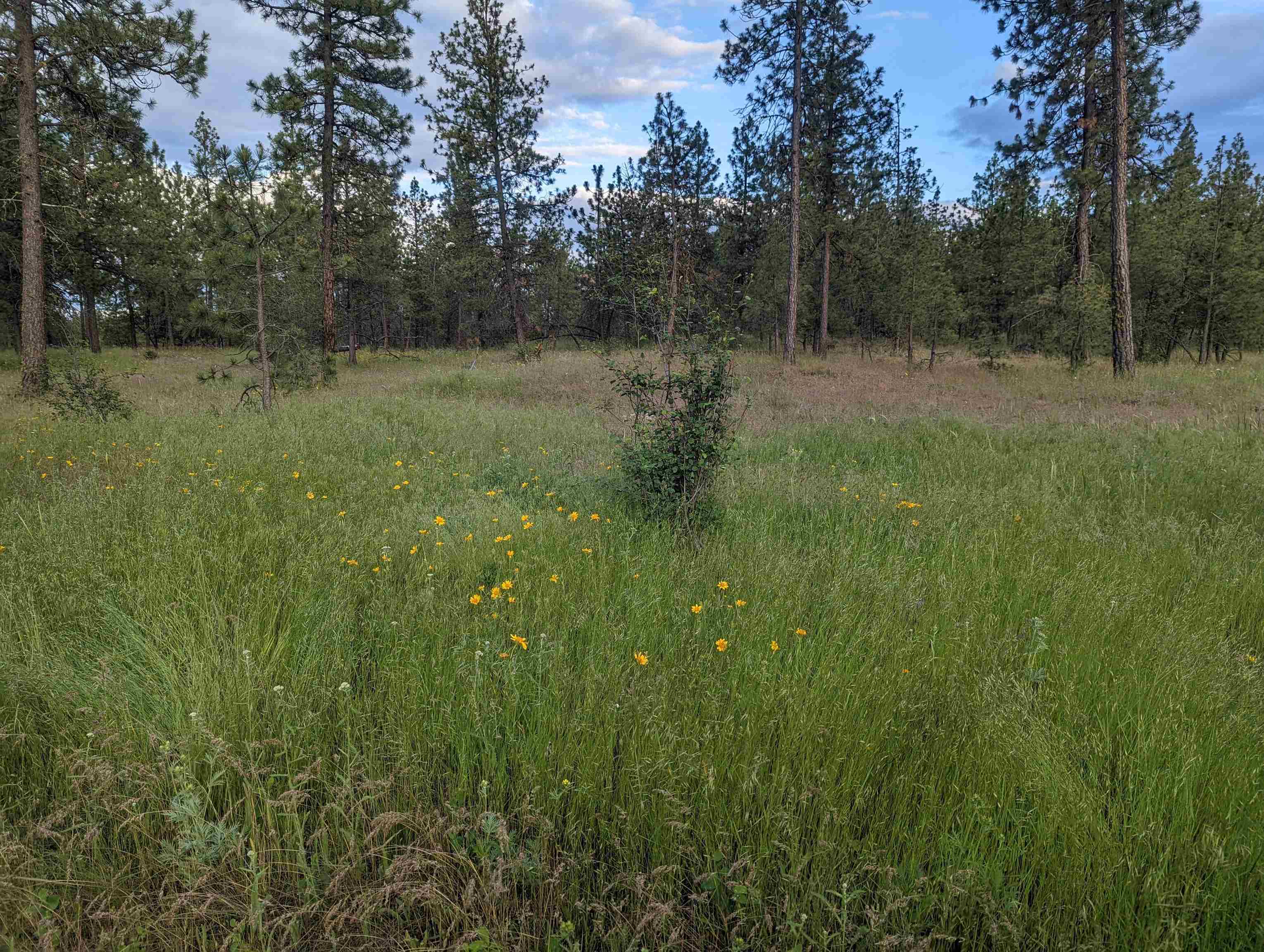 Xx West Salnave Road Cheney, WA 99004 - Photo 6 of 26 Gallery Image 6
