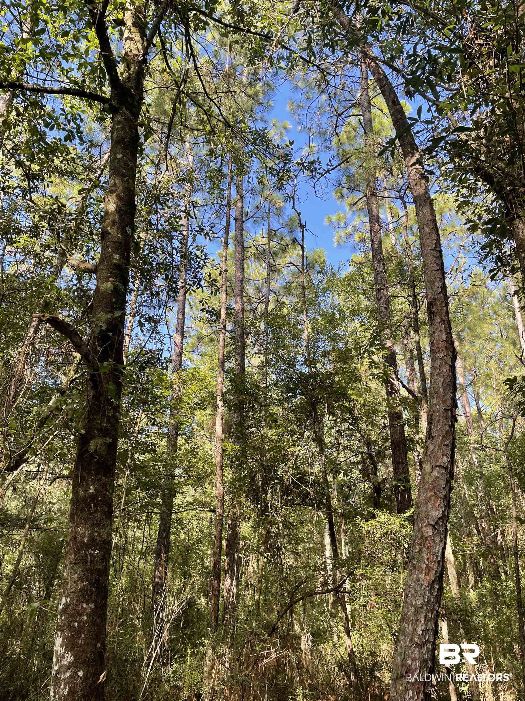 0 North Highway 43 Axis, AL 36505 - Photo 9 of 15