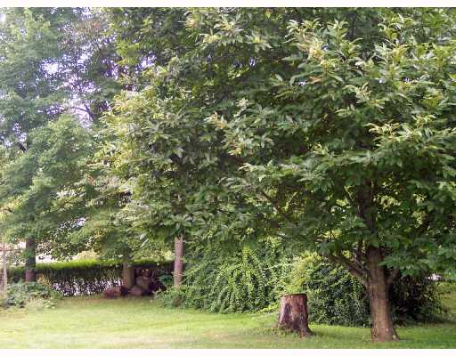 506 Wildfire Road Loyalhanna, PA 15681 - Photo 3 of 7 Yard/Garden. LOTS OF ROOM IN THIS YARD