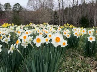 353 Riverwood Road Lula, GA 30554 - Photo 77 of 79