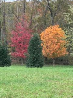 353 Riverwood Road Lula, GA 30554 - Photo 78 of 79