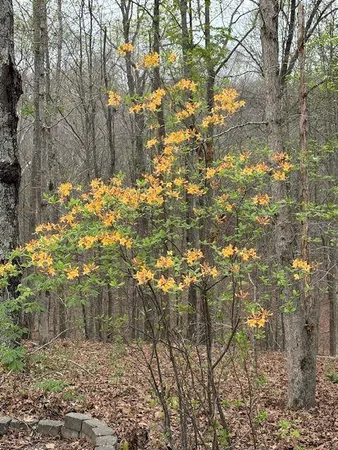 $649,900 | 353 Riverwood Road, Lula, GA 30554