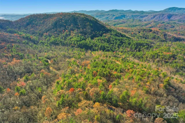 a view of a lush green forest with trees in the background