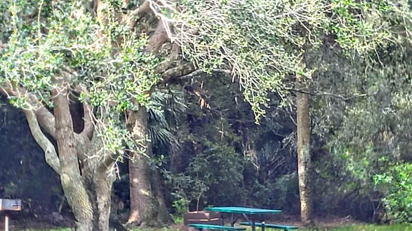 a view of a tree with a tree