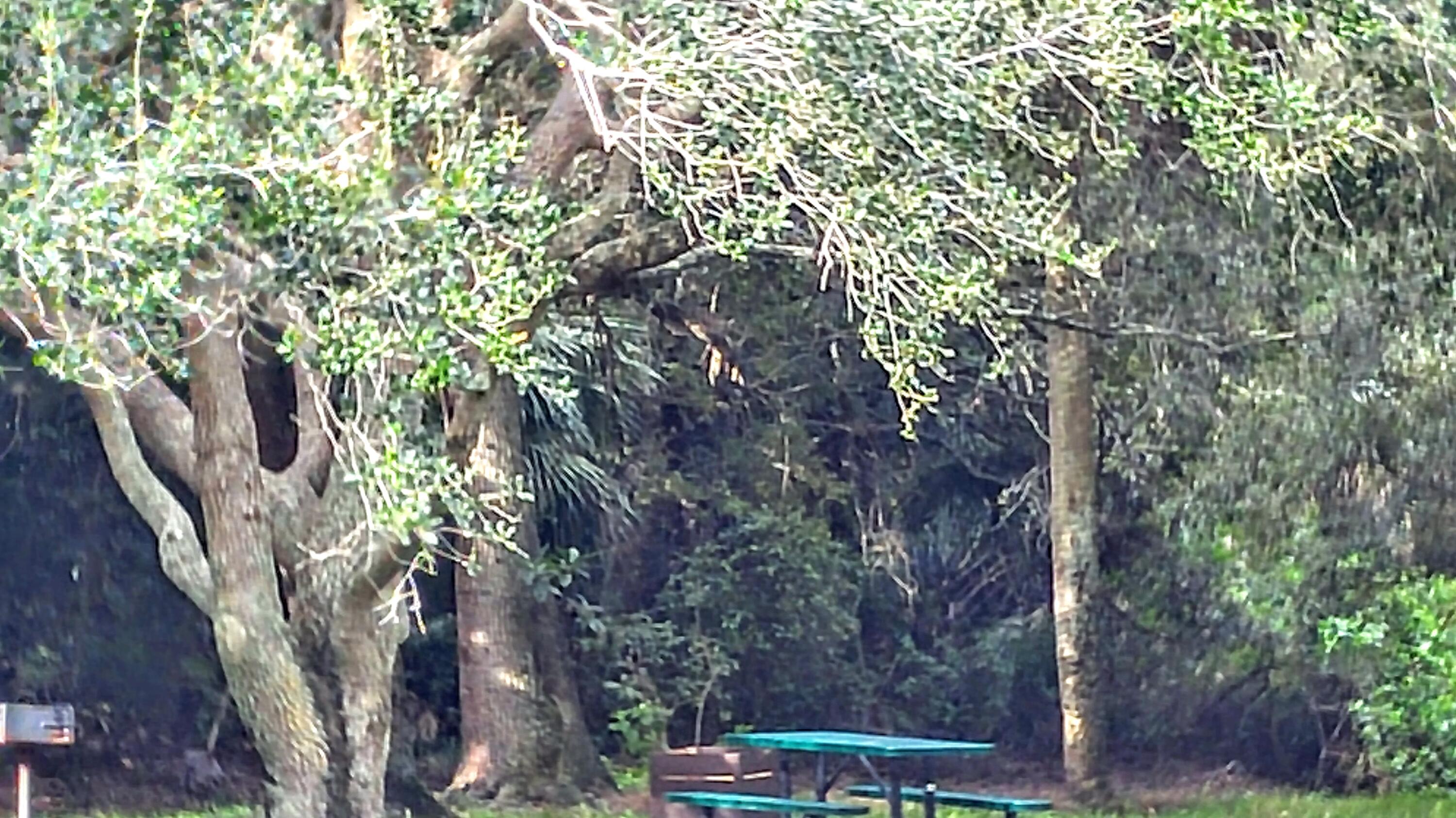 3130 Millwood Terrace, Unit 2160 Boca Raton, FL 33431 - Photo 33 of 34 a view of a tree with a tree
