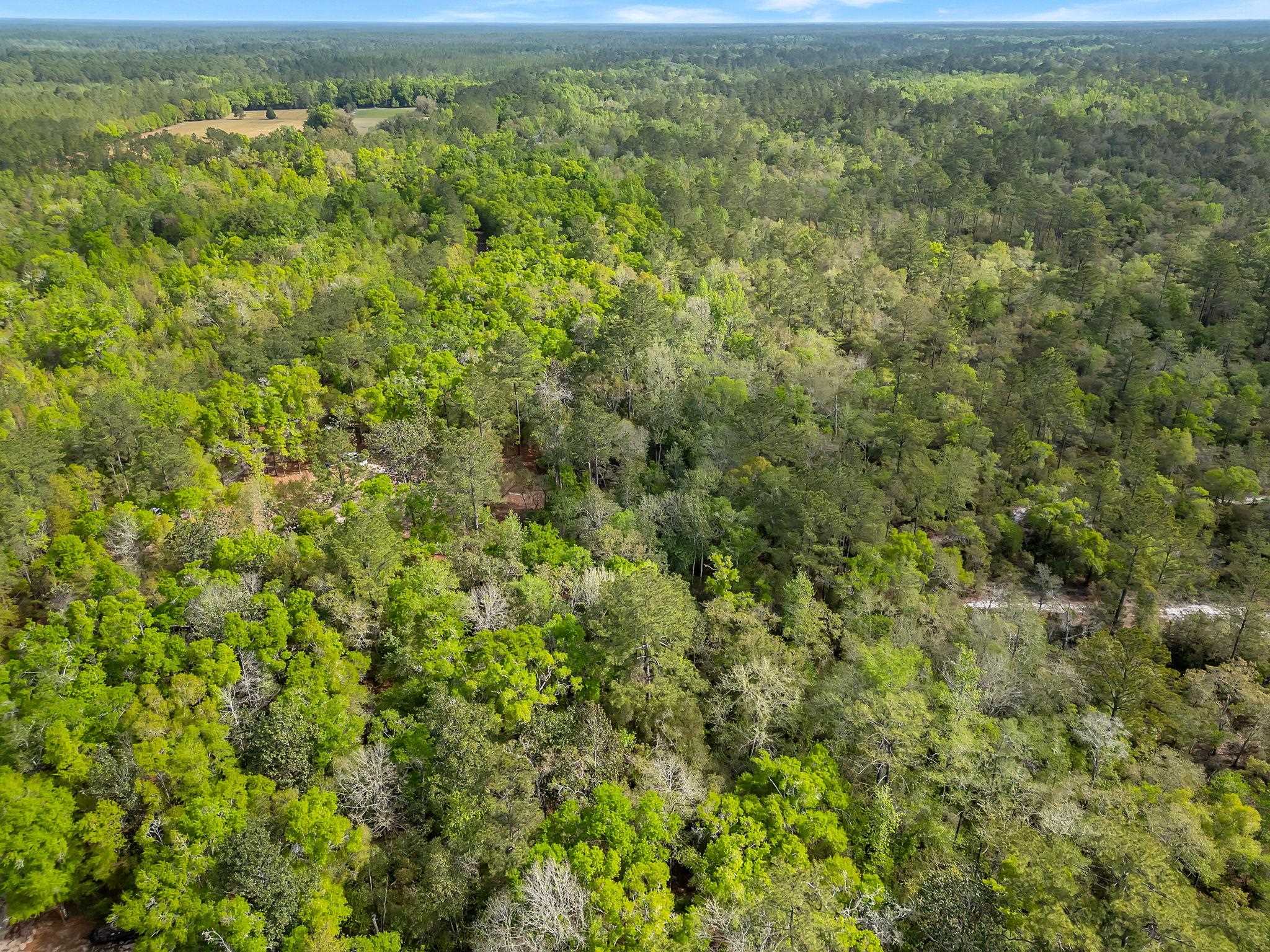 Xxx Clay Revell Road Sopchoppy, FL 32358 - Photo 3 of 6