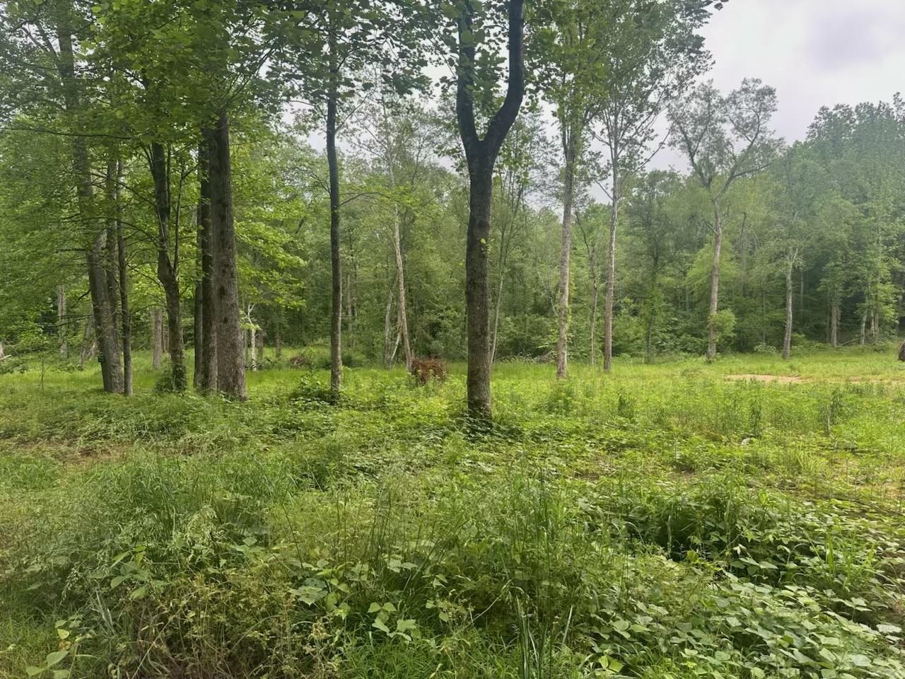 8125 Van Buren Road Saulsbury, TN 38067 - Photo 1 of 2 a view of outdoor space with green field and trees