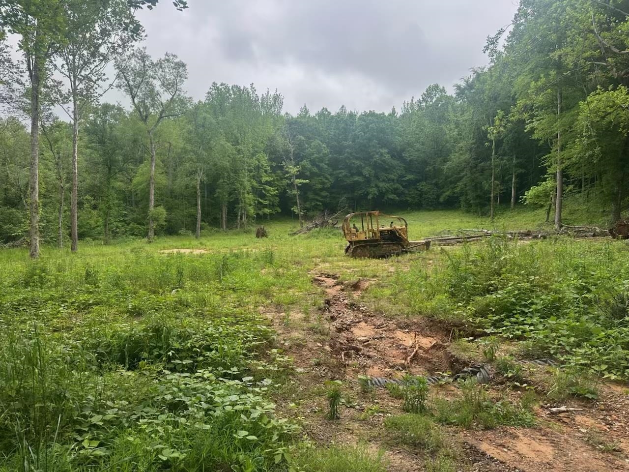 8125 Van Buren Road Saulsbury, TN 38067 - Photo 2 of 2 a big yard with lots of green space and deers