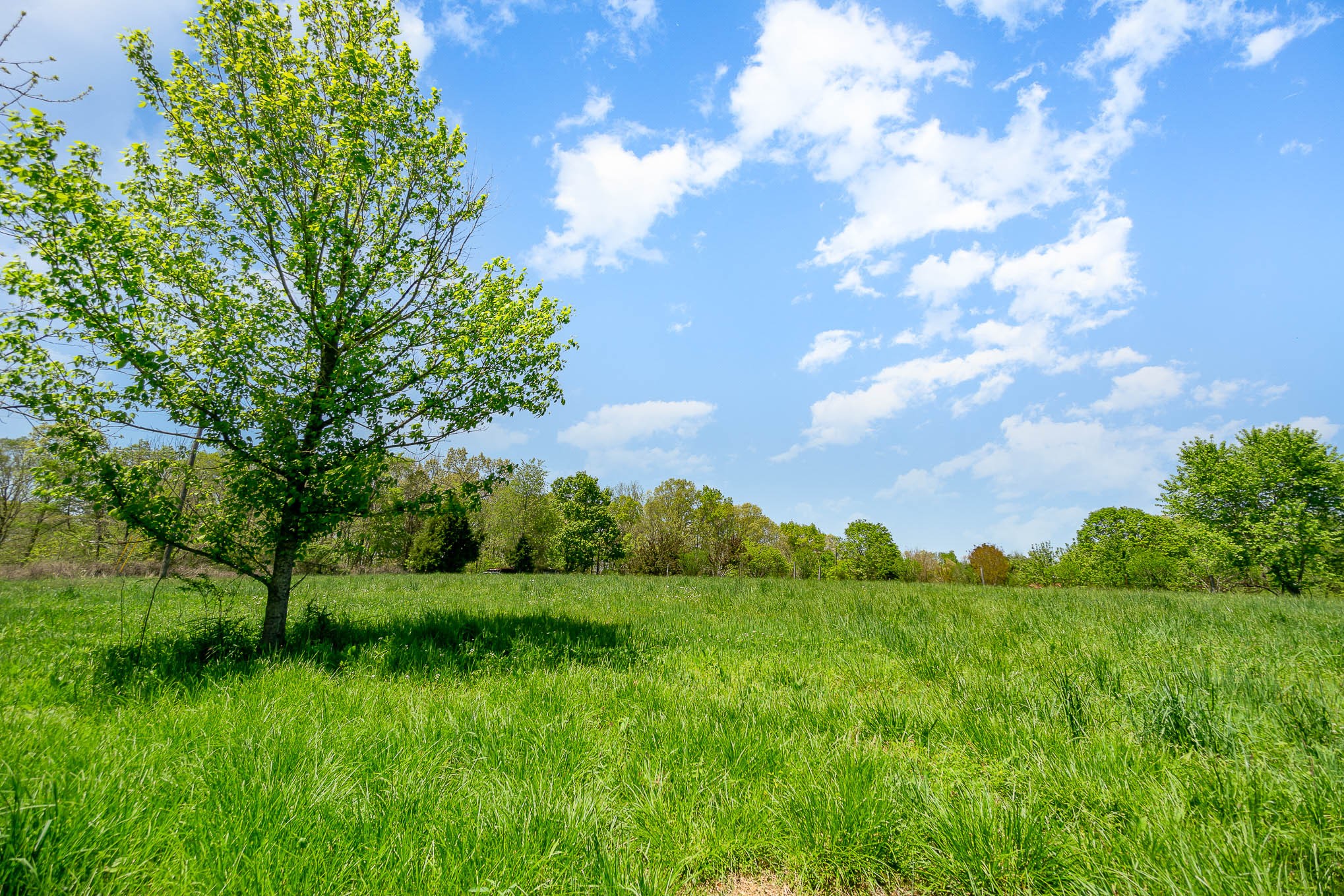 8015 Shoals Branch Road Primm Springs, TN 38476 - Photo 6 of 13 a view of a grassy field with trees
