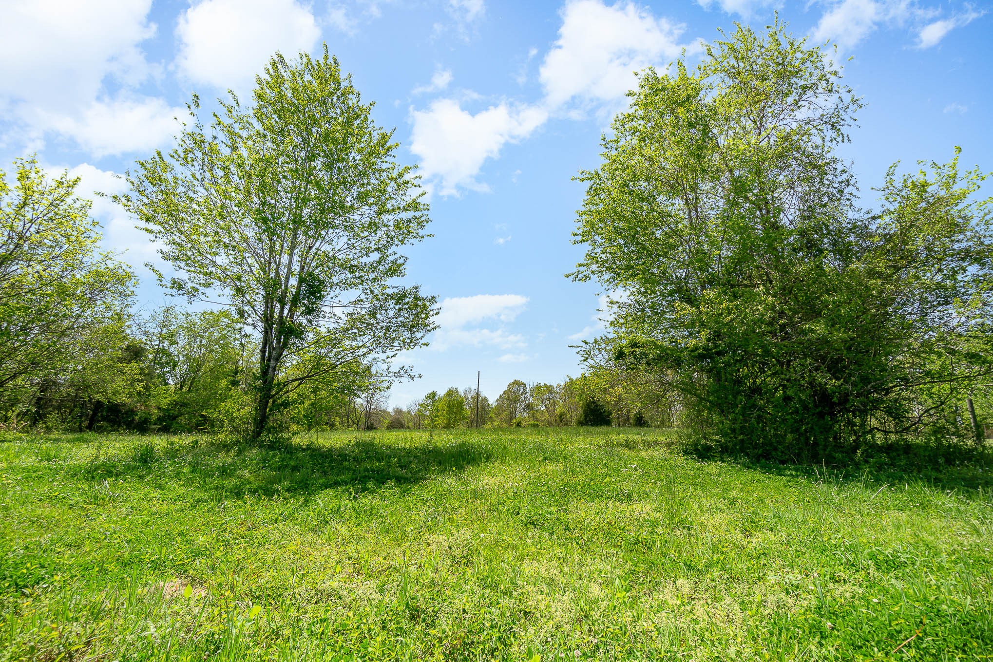 8015 Shoals Branch Road Primm Springs, TN 38476 - Photo 8 of 13 a view of a garden