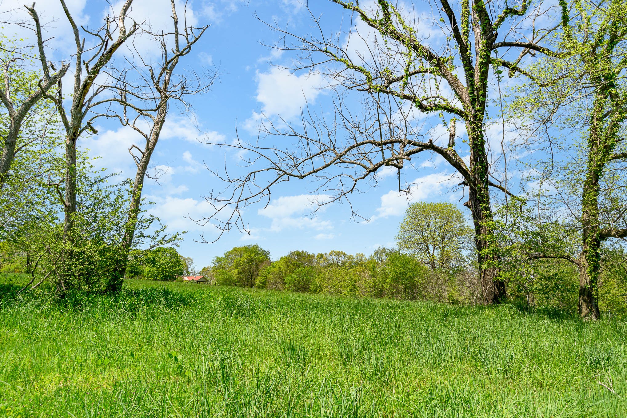 8015 Shoals Branch Road Primm Springs, TN 38476 - Photo 9 of 13 a backyard of a house with lots of green space