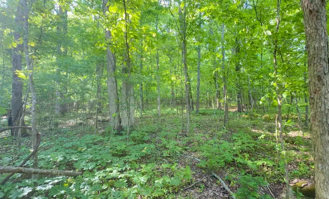 a view of a lush green forest