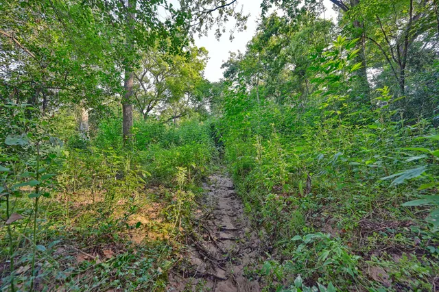 a view of a lush green forest