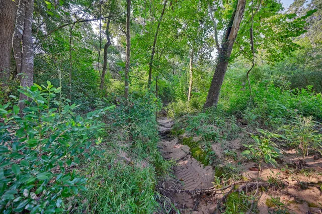a view of a lush green forest