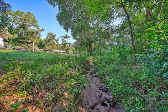 a view of a garden with a tree