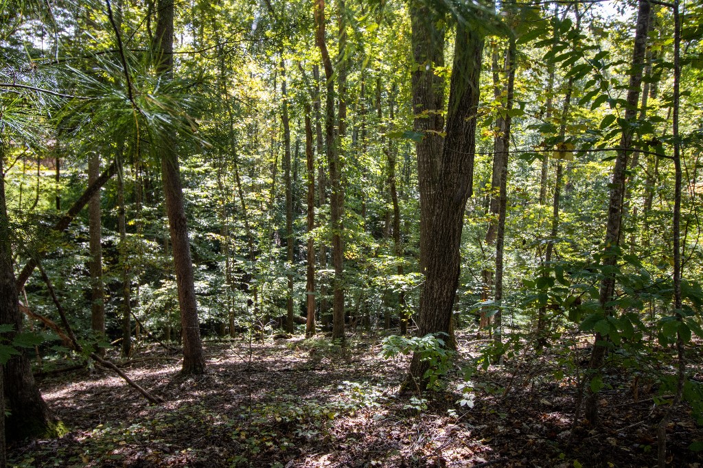 157 Summit Pine Sunset, SC 29685 - Photo 11 of 14 Gallery Image 11