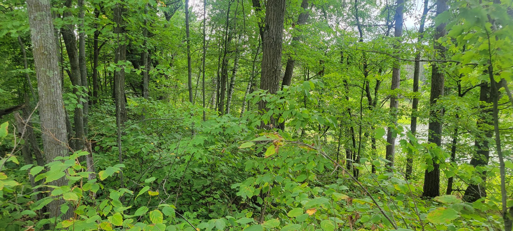 Tbd Cedar Road Cushing, MN 56443 - Photo 8 of 14 Gallery Image 8