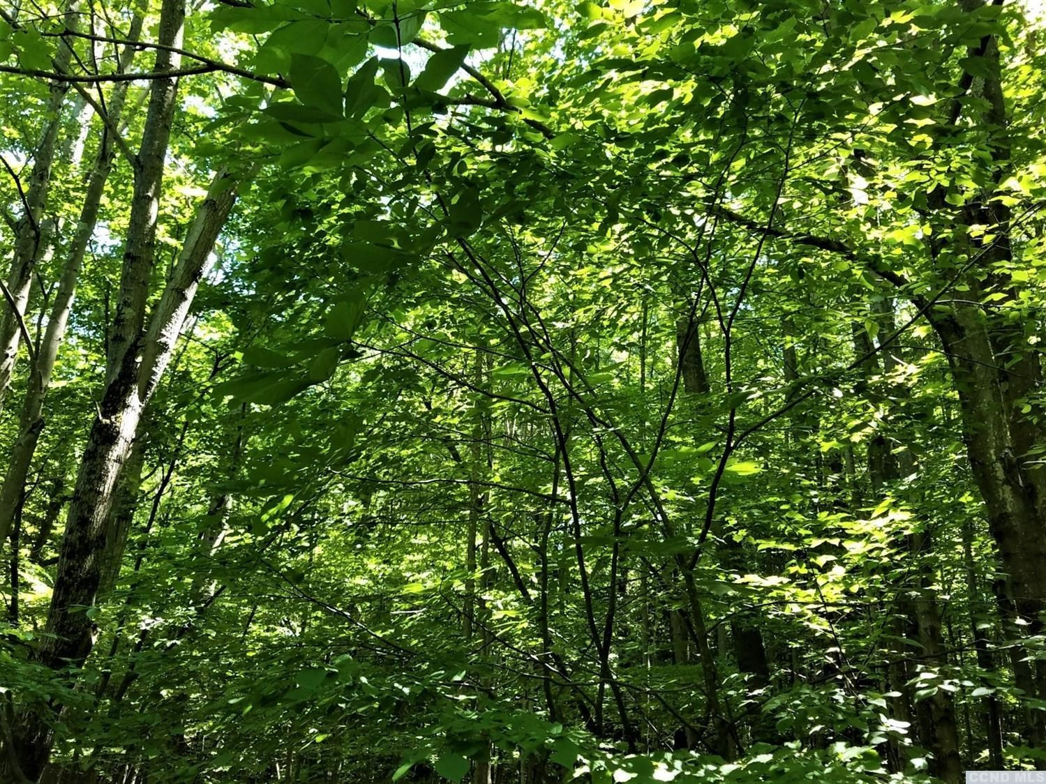 0 Ferris Hill Road Grand Gorge, NY 12434 - Photo 9 of 10 Photo 9