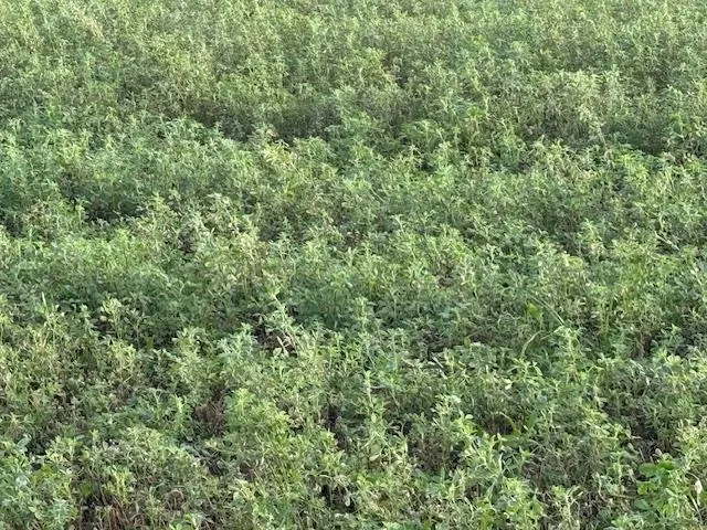 a view of a lush green forest