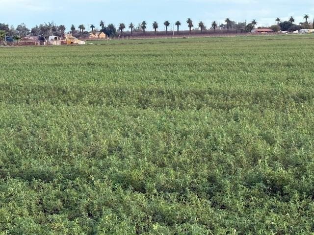 1430 Walnut Avenue Patterson, CA 95363 - Photo 4 of 8 a backyard of a house with lots of green space
