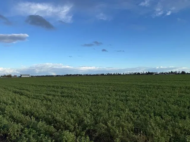 a view of a green field with clear sky