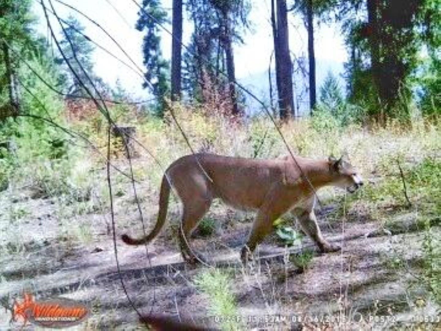 2467-xx Widow Road Colville, WA 99114 - Photo 41 of 50