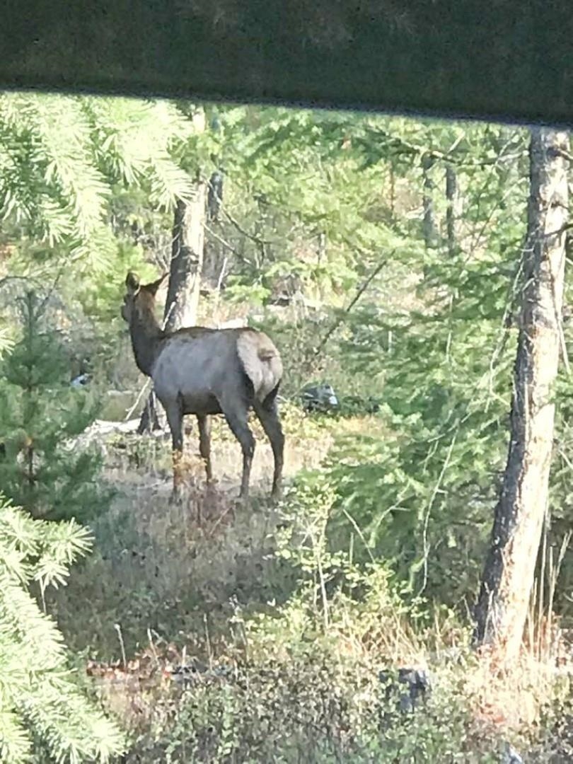 2467-xx Widow Road Colville, WA 99114 - Photo 49 of 50