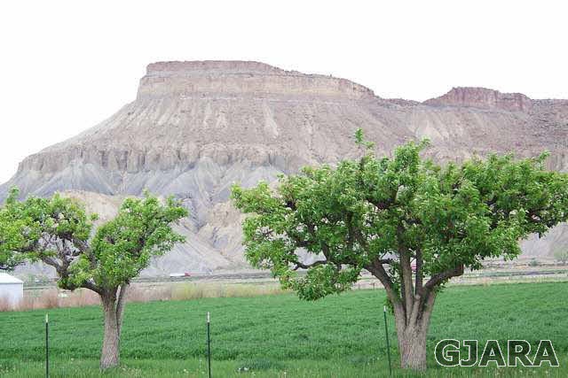 3530 G Road Palisade, CO 81526 - Photo 3 of 25