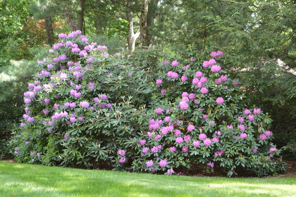 51 Baskin Road Lexington, MA 02421 - Photo 27 of 28 a view of a flower in a garden with sitting area
