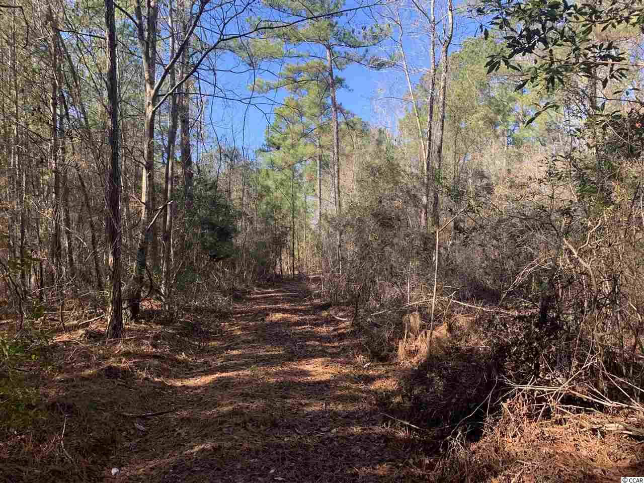 0 Catclaw Road Andrews, SC 29510 - Photo 3 of 5