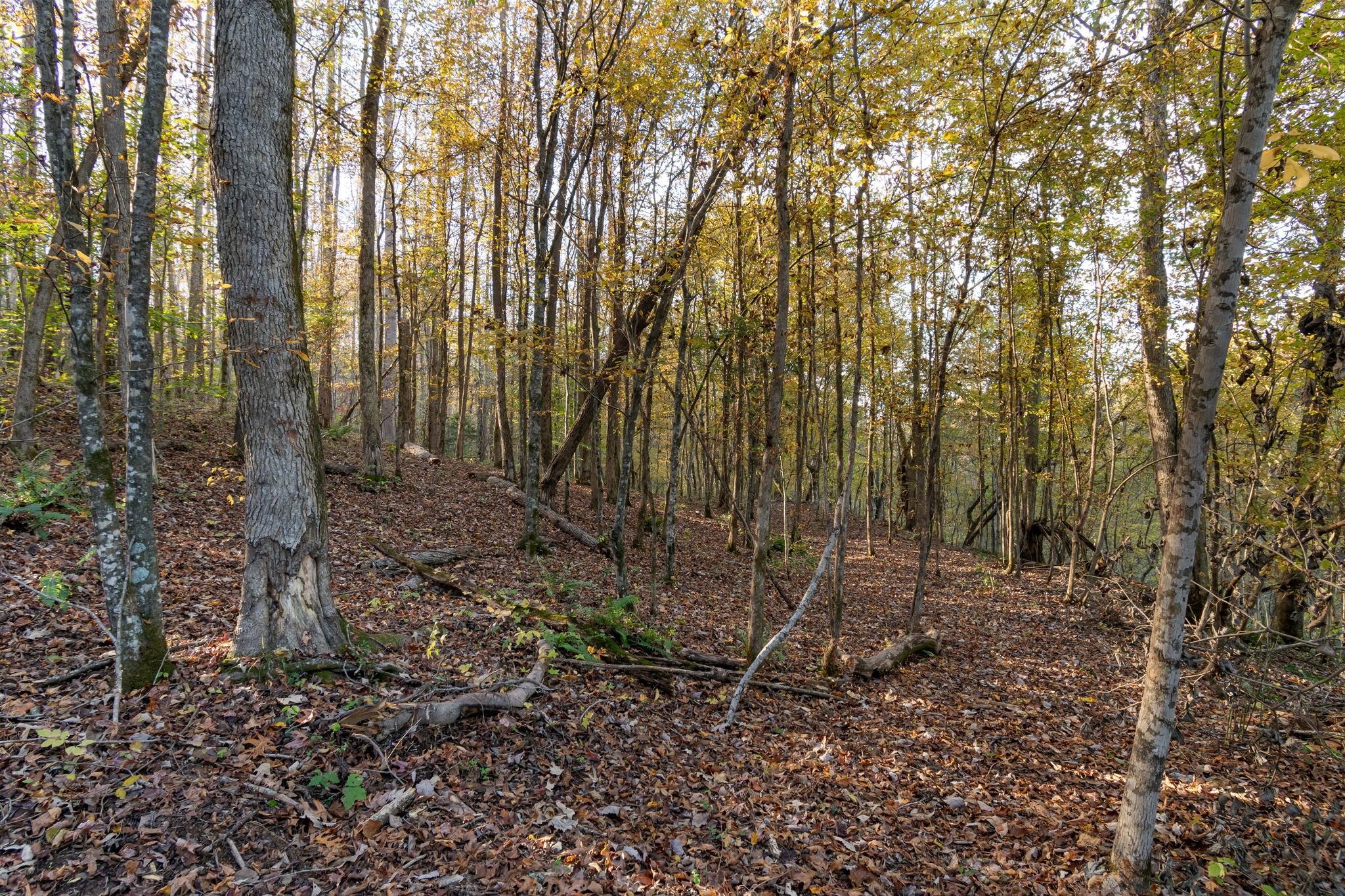 0 Short Creek Road Linden, TN 37096 - Photo 14 of 49 a view of a backyard