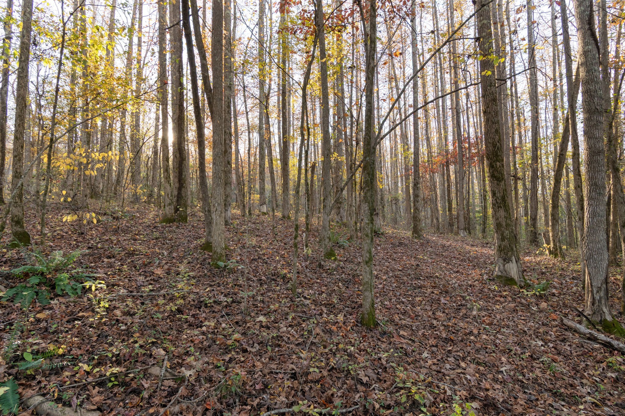 0 Short Creek Road Linden, TN 37096 - Photo 15 of 49 a view of room with trees