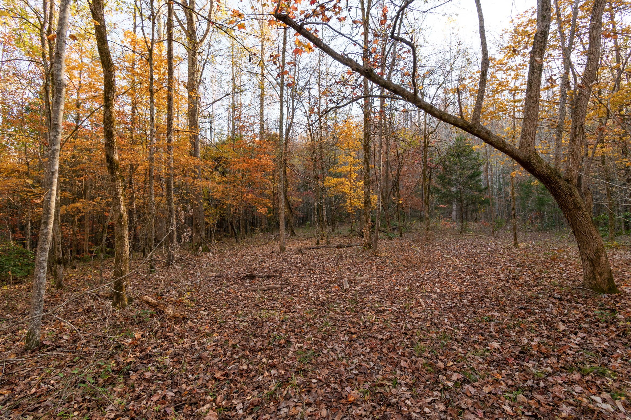 0 Short Creek Road Linden, TN 37096 - Photo 16 of 49 a backyard of a house with lots of green space
