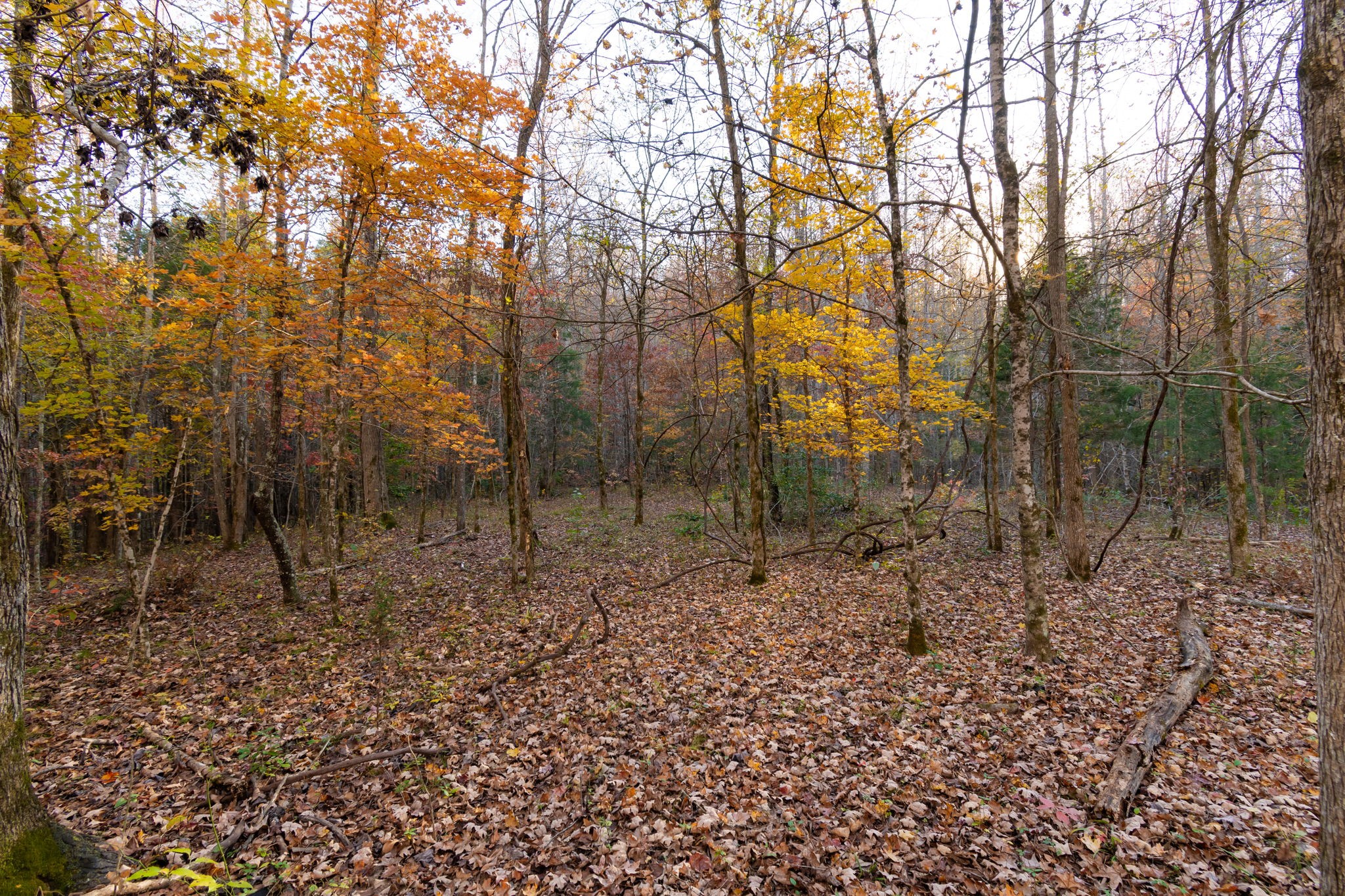 0 Short Creek Road Linden, TN 37096 - Photo 17 of 49 a backyard of a house with lots of green space