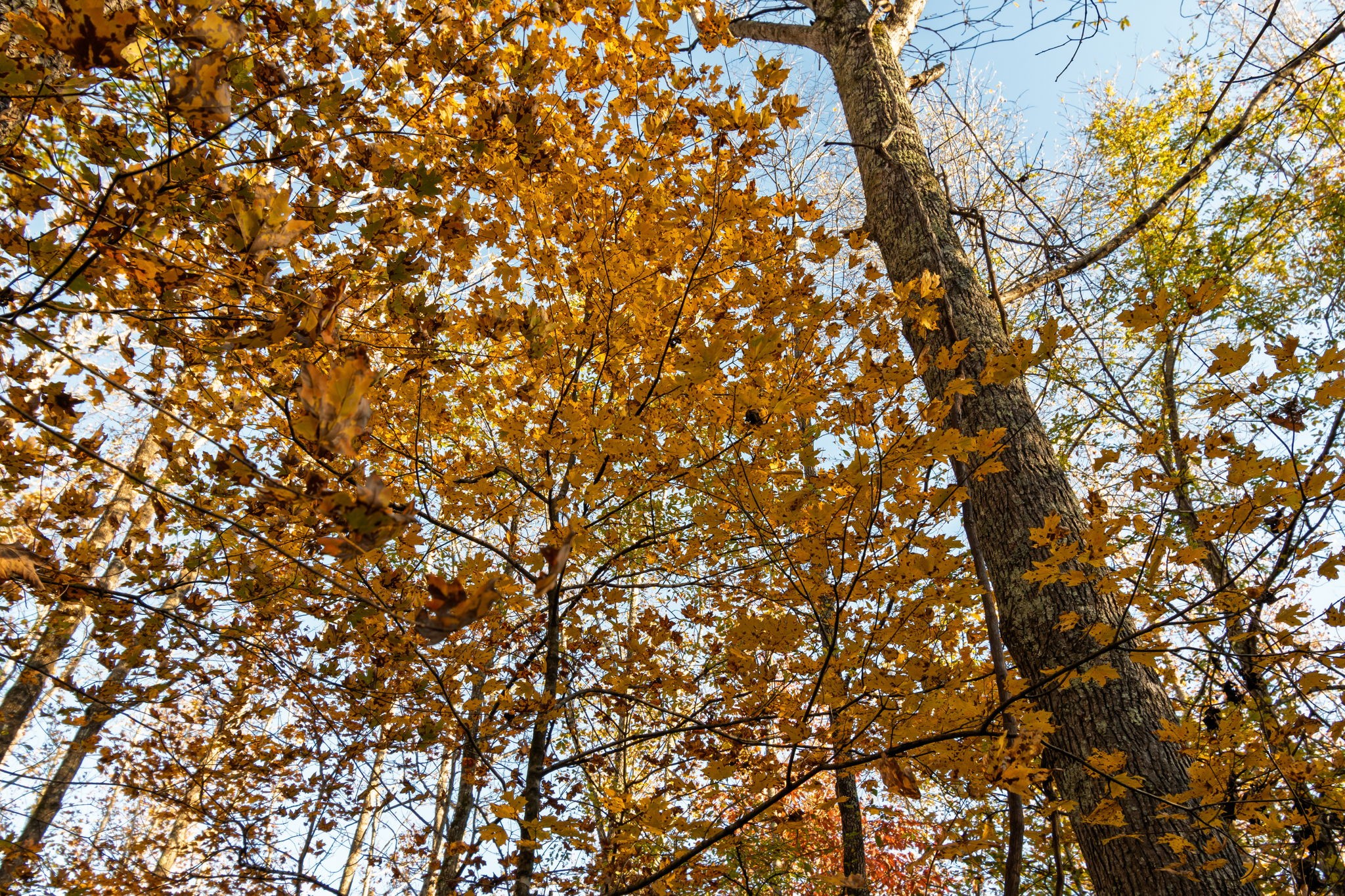 0 Short Creek Road Linden, TN 37096 - Photo 18 of 49 a picture of tree