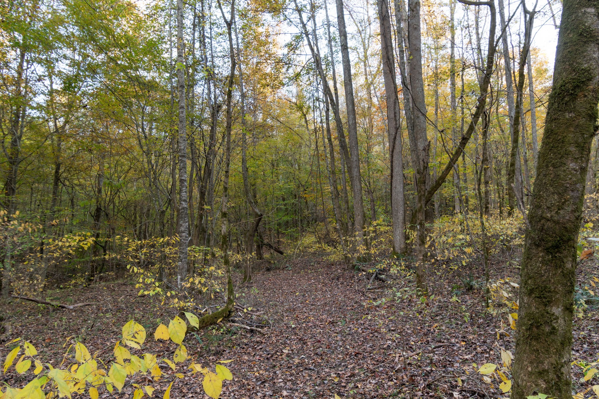 0 Short Creek Road Linden, TN 37096 - Photo 19 of 49