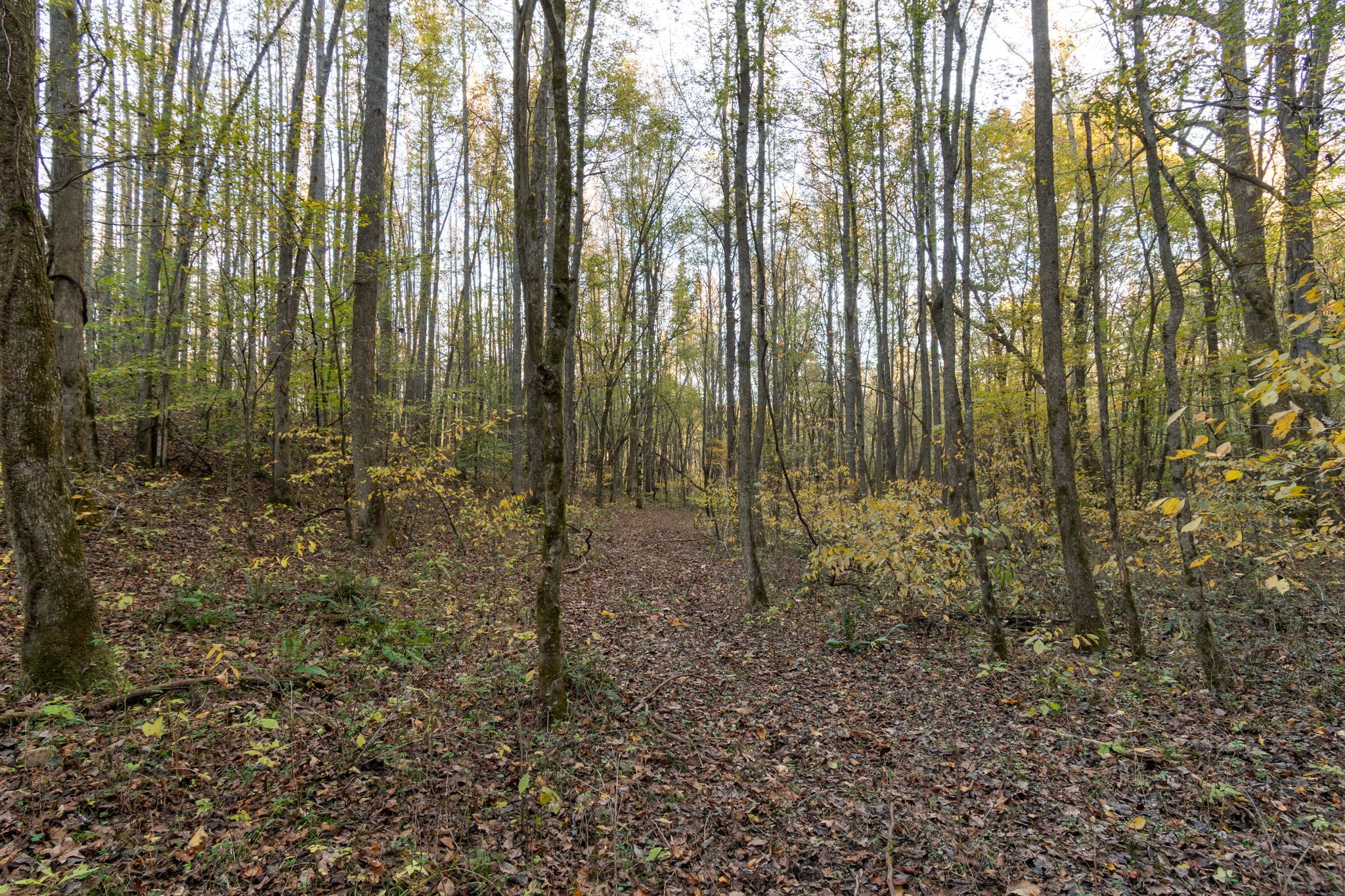 0 Short Creek Road Linden, TN 37096 - Photo 20 of 49 a view of a forest