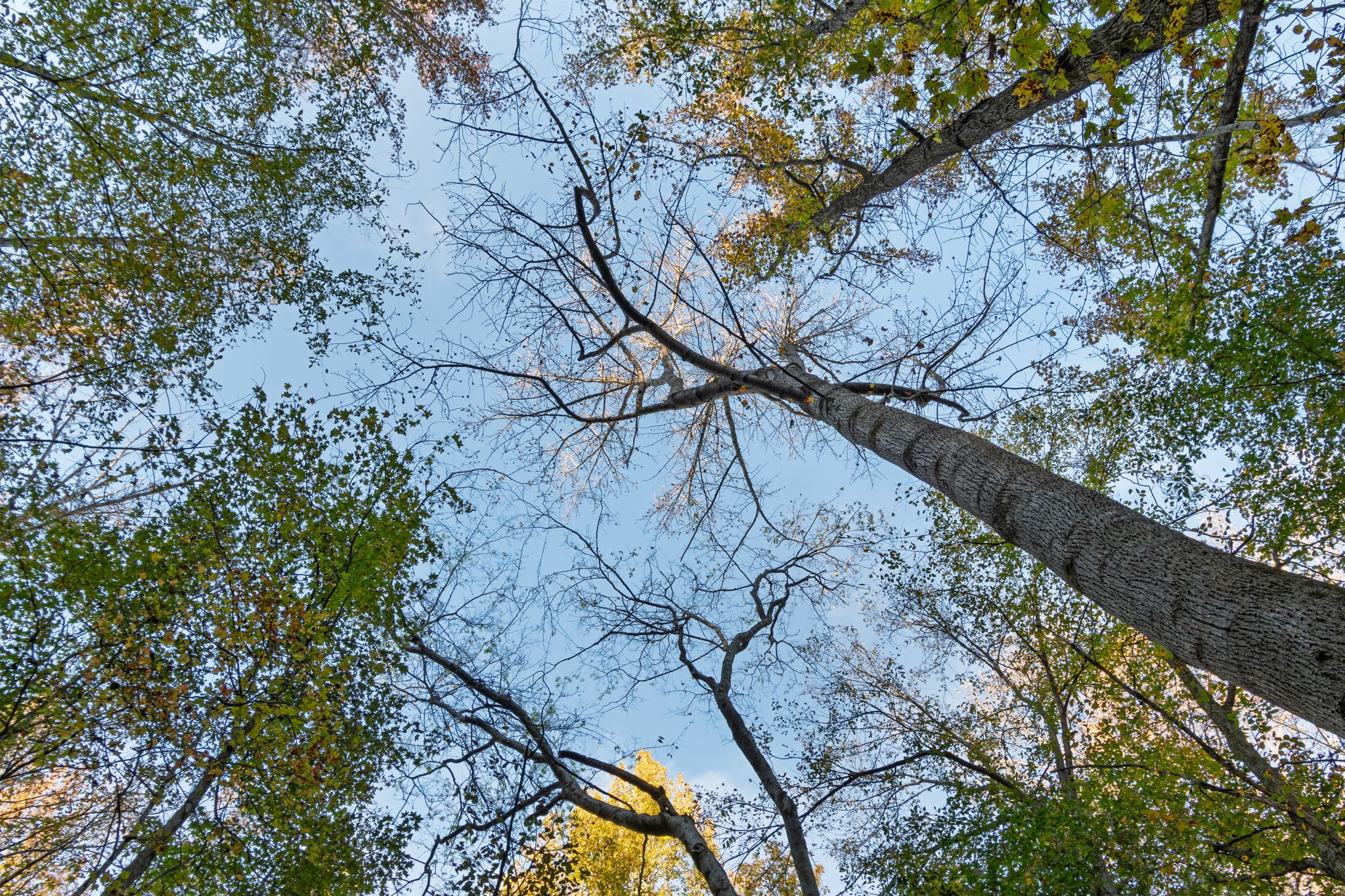 0 Short Creek Road Linden, TN 37096 - Photo 21 of 49 a view of swimming pool with a yard