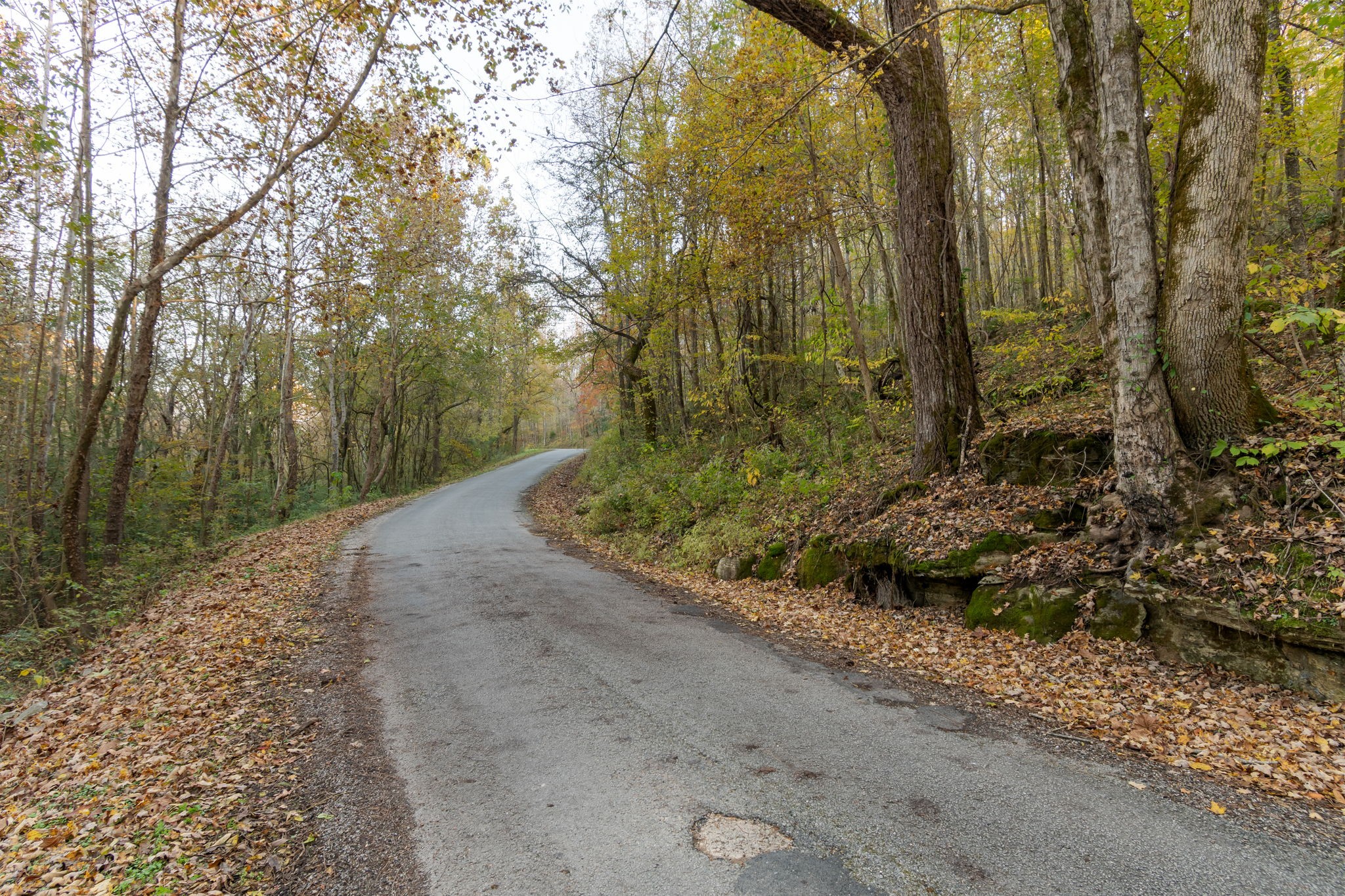 0 Short Creek Road Linden, TN 37096 - Photo 23 of 49 a view of a yard with plants and large trees