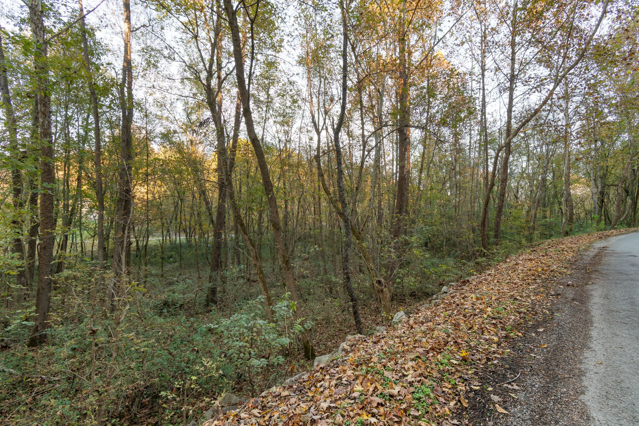 0 Short Creek Road Linden, TN 37096 - Photo 24 of 49 a view of a forest with large trees