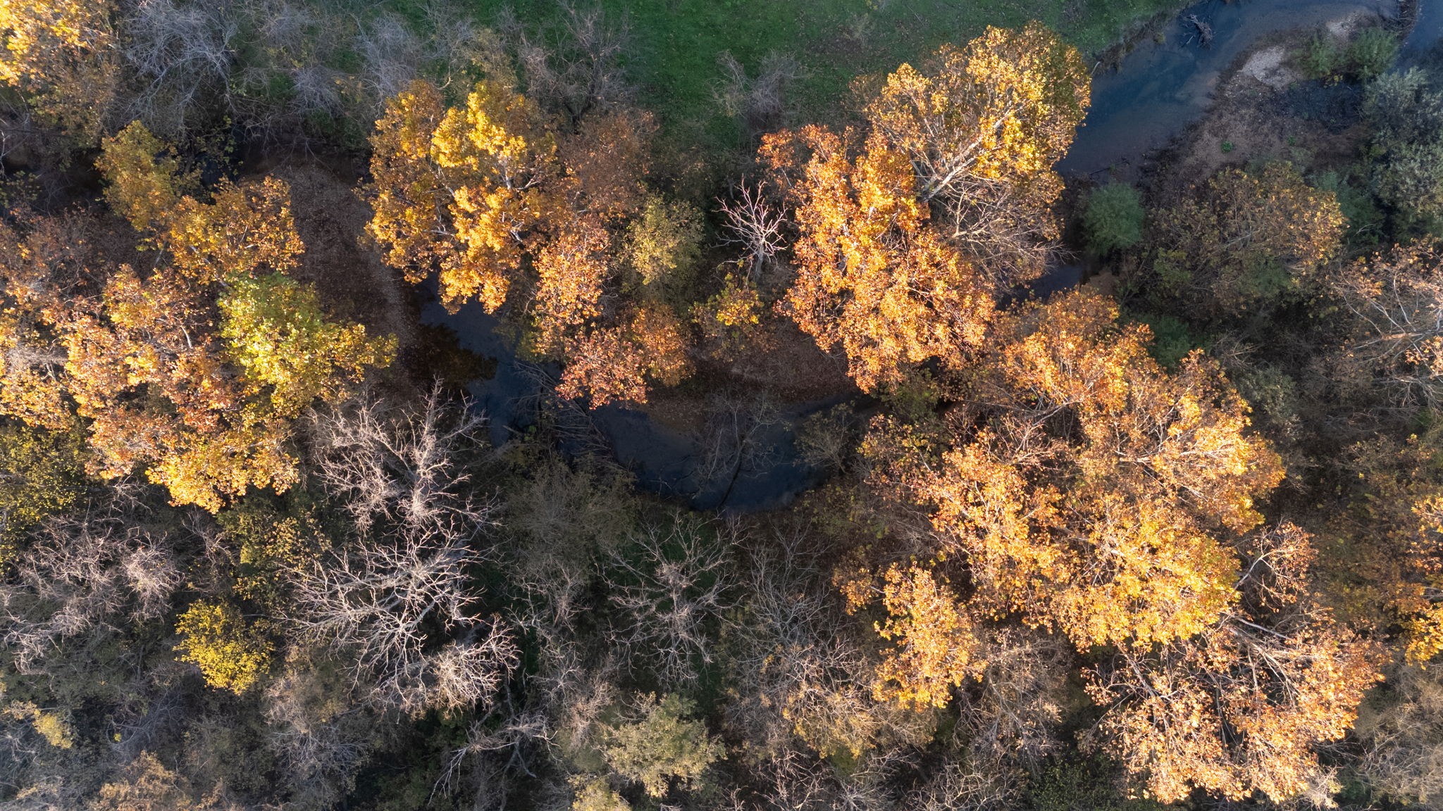 0 Short Creek Road Linden, TN 37096 - Photo 39 of 49 a picture of tree
