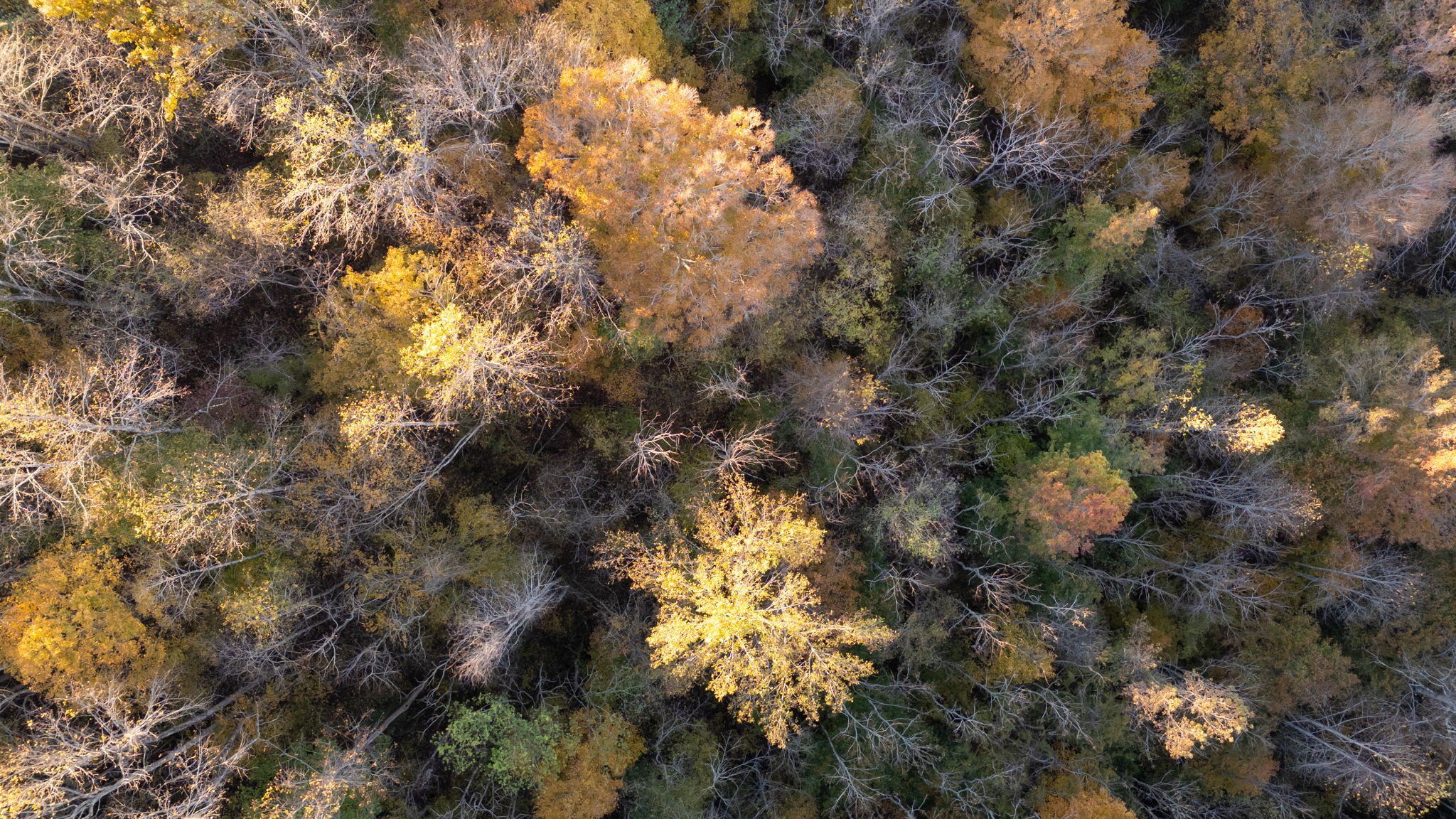 0 Short Creek Road Linden, TN 37096 - Photo 44 of 49 a view of a tree in a yard