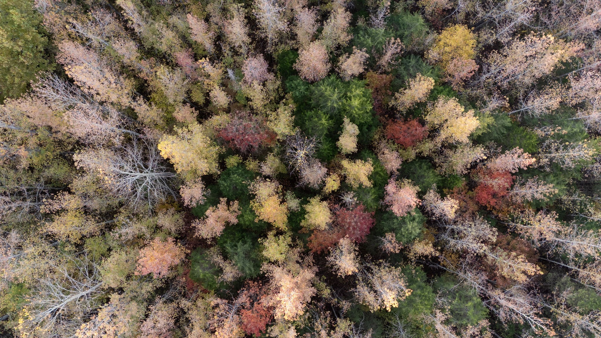 0 Short Creek Road Linden, TN 37096 - Photo 48 of 49 a view of a forest