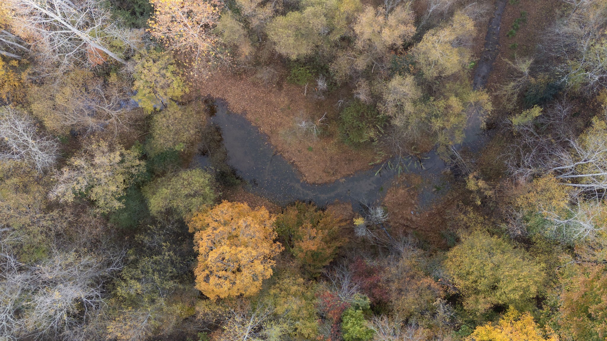0 Short Creek Road Linden, TN 37096 - Photo 49 of 49 a close up of a tree