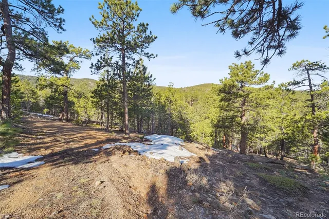 a view of a yard with plants and trees
